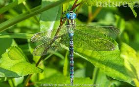 Attēlu rezultāti vaicājumam “Aeshna viridis”