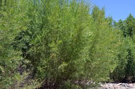 Attēlu rezultāti vaicājumam “Salix Vetrix”