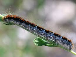 Attēlu rezultāti vaicājumam “Malacosoma castrensis male”