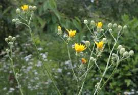 Attēlu rezultāti vaicājumam “Sonchus arvensis subsp. uliginosus”