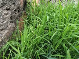 Attēlu rezultāti vaicājumam “Leersia oryzoides”