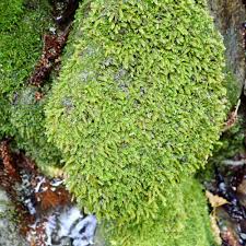 Attēlu rezultāti vaicājumam “Pleurocarpous mosses”