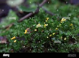 Attēlu rezultāti vaicājumam “Physarum contextum macro”