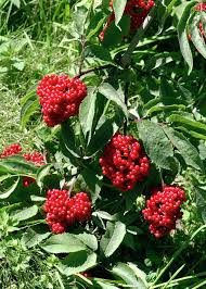 Attēlu rezultāti vaicājumam “Sambucus racemosa fruit”