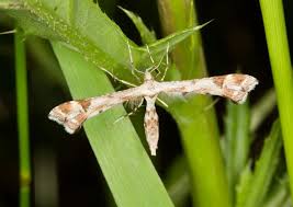 Attēlu rezultāti vaicājumam “Platyptilia sp.”