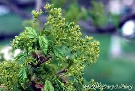 Attēlu rezultāti vaicājumam “Acer campestre flower”