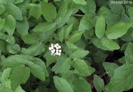 Image result for Rorippa nasturtium-aquaticum