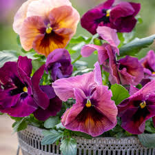 Image result for Viola x wittrockiana `Hiemalis`