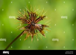 Attēlu rezultāti vaicājumam “Hypochaeris radicata bud”