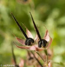 Attēlu rezultāti vaicājumam “Geranium bohemicum fruit”