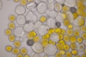 Attēlu rezultāti vaicājumam “Uromyces dactylidis”