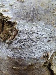 Attēlu rezultāti vaicājumam “Opegrapha atra”