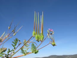 Attēlu rezultāti vaicājumam “Erodium cicutarium bud”