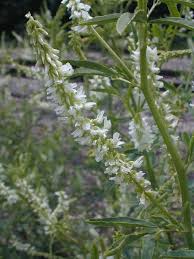 Attēlu rezultāti vaicājumam “Melilotus albus flower”