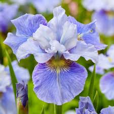 Attēlu rezultāti vaicājumam “Iris sibirica flower”