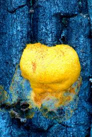 Image result for Fuligo septica