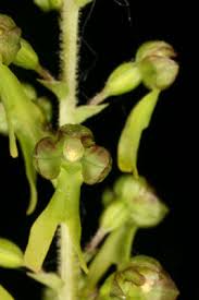 Attēlu rezultāti vaicājumam “Listera ovata flower”