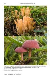 Attēlu rezultāti vaicājumam “Rabdophaga heterobia”