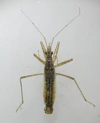 Attēlu rezultāti vaicājumam “Nabis limbatus”