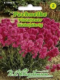 Image result for Pechnelke