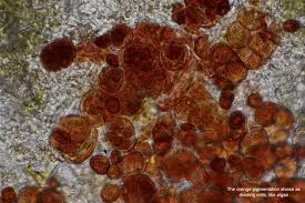 Attēlu rezultāti vaicājumam “Tuckermannopsis chlorophylla”