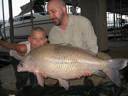 Image result for Ictiobus cyprinellus