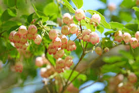 Attēlu rezultāti vaicājumam “Enkianthus campanulatus flower”