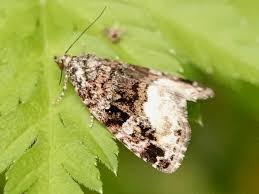 Attēlu rezultāti vaicājumam “Protodeltote pygarga”