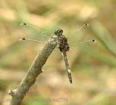 Attēlu rezultāti vaicājumam “Leucorrhinia pectoralis”