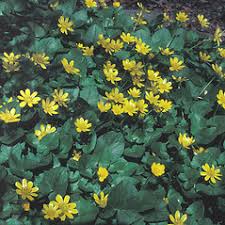 Attēlu rezultāti vaicājumam “Ficaria verna leaf”