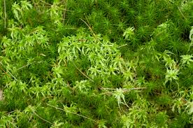 Attēlu rezultāti vaicājumam “Sphagnum squarrosum”