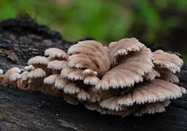 Attēlu rezultāti vaicājumam “Schizophyllum commune”