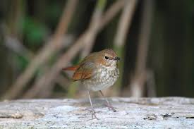 Image result for Luscinia sibilans