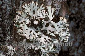 Attēlu rezultāti vaicājumam “Hypogymnia physodes”