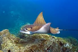 Image result for Aetomylaeus bovinus