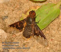 Attēlu rezultāti vaicājumam “Hemipenthes morio”