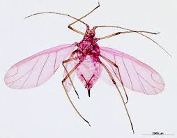 Attēlu rezultāti vaicājumam “Acyrthosiphon”