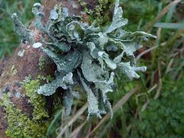 Attēlu rezultāti vaicājumam “Harpanthus scutatus”