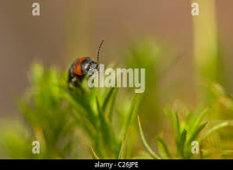 Attēlu rezultāti vaicājumam “Cardiophorus ruficollis”