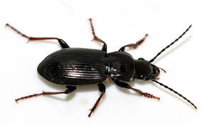 Attēlu rezultāti vaicājumam “Pterostichus oblongopunctatus”