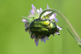 Attēlu rezultāti vaicājumam “Potosia cuprea imago”