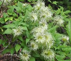 Attēlu rezultāti vaicājumam “Betula humilis male flower”