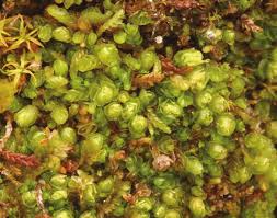 Attēlu rezultāti vaicājumam “Nardia geoscyphus”