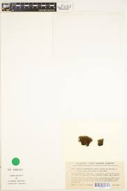 Attēlu rezultāti vaicājumam “Saelania glaucescens”