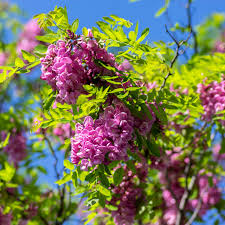Attēlu rezultāti vaicājumam “Robinia pseudoacacia flower”