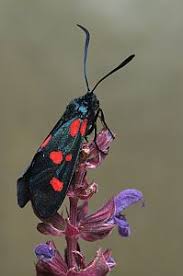 Attēlu rezultāti vaicājumam “Zygaena lonicerae”