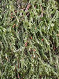 Attēlu rezultāti vaicājumam “Isothecium alopecuroides”