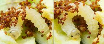 Attēlu rezultāti vaicājumam “Euura pedunculi”