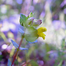 Attēlu rezultāti vaicājumam “Rhinanthus minor”