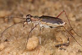 Attēlu rezultāti vaicājumam “Bitoma crenata imago”